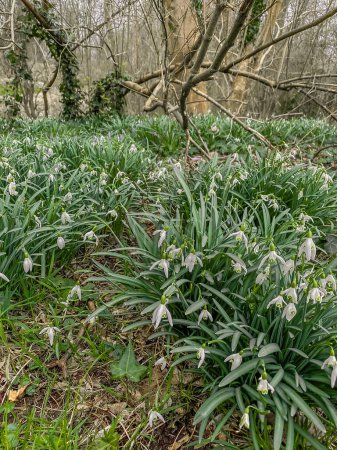 Blooming Galanthus (snowdrops) flowers in the forest