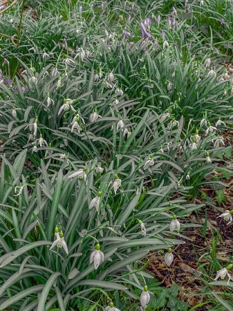 Snowdrop flowers, Galanthus (Galanthus nivalis)