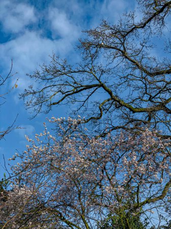 Kirschblütenbaum im Frühling mit blauem Himmel und weißen Wolken