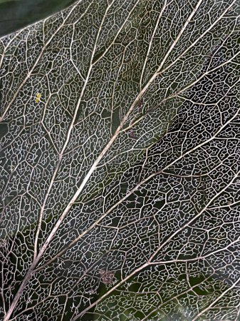 Die Textur der Blätter. Das Skelett des Blattes. Nahaufnahme der Textur der Blätter. Hintergrund mit Blattstruktur