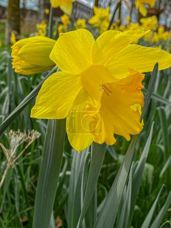 Daffodil (Narcissus pseudonarcissus). Yellow daffodils in bloom on a sunny spring day.