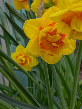 Yellow daffodils (Narcissus pseudonarcissus). Beautiful background 