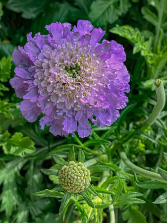 Scabiosa arvensis, commonly known as the European scabiosa, is a species of flowering plant in the family Scabiosaceae.