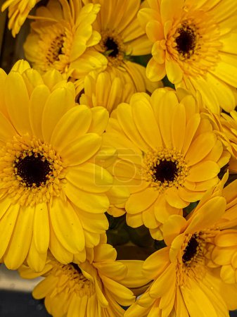 Gelbe Gerbera-Blüten, Nahaufnahme, selektiver Fokus.