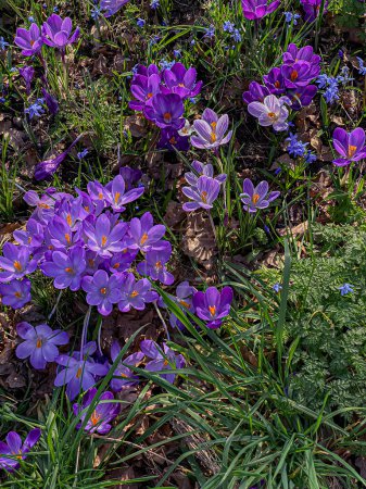 Purple crocuses blooming in the garden in early spring