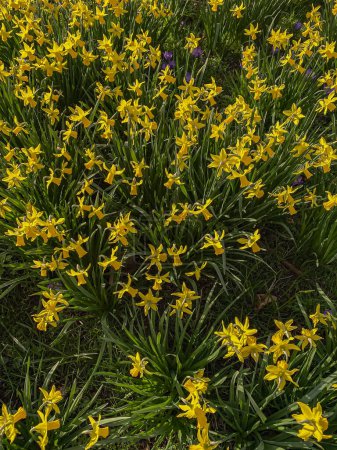 Jonquilles jaunes fleurissant au printemps dans un lit de fleurs