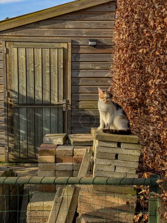 Photo for Cat sitting on a pile of bricks in front of a wooden shed - Royalty Free Image