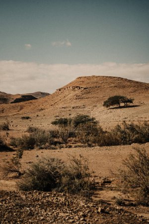 Téléchargez les photos : Beau paysage du désert du Néguev dans le nord d'Israël. Arbustes secs dans une nature morte et sans vie. - en image libre de droit