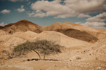 Téléchargez les photos : Paysage désertique avec arbre sec et rochers en Israël. désert en Israël. Paysage désertique dans la vallée de l'Etat d'Israël, désert Néguev, rochers à l'horizon, buissons. Rochers jaunes et ciel bleu. Un arbre solitaire sur fond de désert. sarcelle & orange - en image libre de droit
