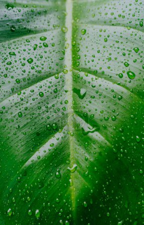 Téléchargez les photos : Les feuilles de la plante tropicale "Philodendron Erubescens Red Emerald" se rapprochent. Feuilles exposées aux eaux de pluie. Feuilles de plantes tropicales comme fond. - en image libre de droit