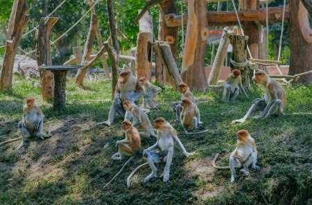 Selective focus. Group of Proboscis monkeys (Nasalis larvatus) active in mangrove forests in Surabaya, Indonesia.Proboscis monkey is an endemic animal to the island of borneo that is distributed in mangrove forests.