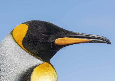 Photo for King Penguin Close Up from Volunteer Point, Falkland Islands - Royalty Free Image