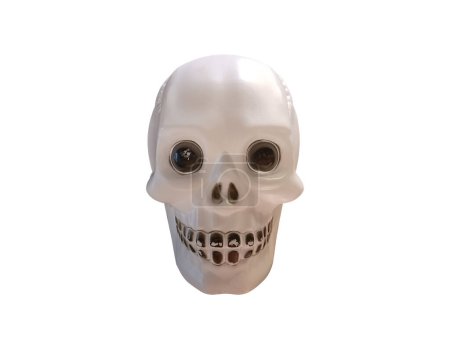 Téléchargez les photos : Crâne blanc sur fond blanc - en image libre de droit