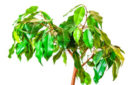Téléchargez les photos : Ficus benjamina ou Figue pleureuse plante d'intérieur sur pot vert isolé sur fond blanc. - en image libre de droit
