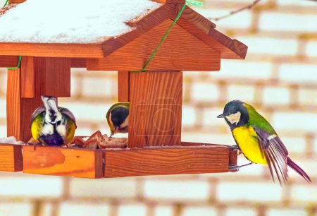 Téléchargez les photos : Oiseaux mangeant des graines de mangeoire d'oiseaux. Nourrir les oiseaux en hiver. - en image libre de droit