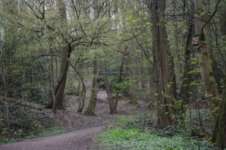 Weg im Wald Nordrhein-Westfalen, NRW