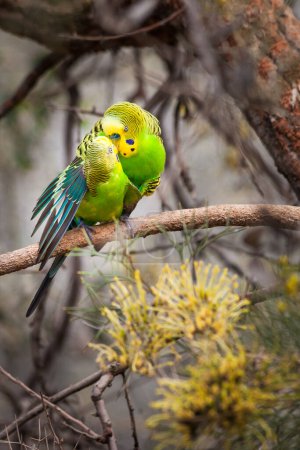 Foto de Dos periqueros (Melopsittacus undulatus) enamorados, Australia Central, Territorio del Norte, Australia - Imagen libre de derechos