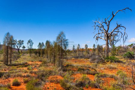 Téléchargez les photos : Désert fleurissant le long de la route Lesseter, Australie centrale, Territoire du Nord, Australie - en image libre de droit