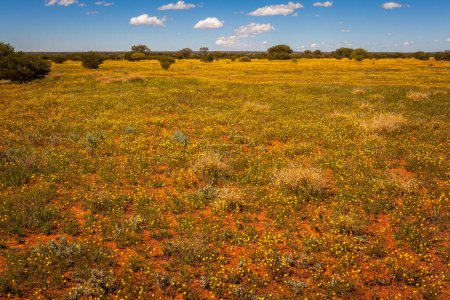 Foto de Floración del desierto en Australia Central, Territorio del Norte, Australia - Imagen libre de derechos