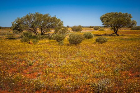 Photo for Desert flowering in Central Australia, Northern Territory, Australia - Royalty Free Image
