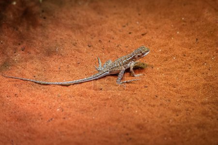 Foto de Un lagarto dragón endémico de los desiertos de Australia Central, Territorio del Norte, Australia - Imagen libre de derechos