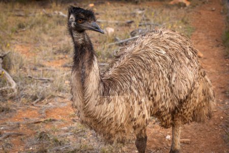 Photo for Mid shot of an emu (Dromaius novaehollandiae), Central Australia, Northern Territory, Australia - Royalty Free Image