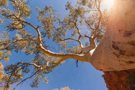 Photo for Beautiful ghost gum against blue sky and glowing sun, MacDonnell National Park, Northern Territory, Australia - Royalty Free Image