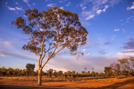 Photo for Beautiful ghost gum at sunset, Alice Spring, Northern Territory, Australia - Royalty Free Image