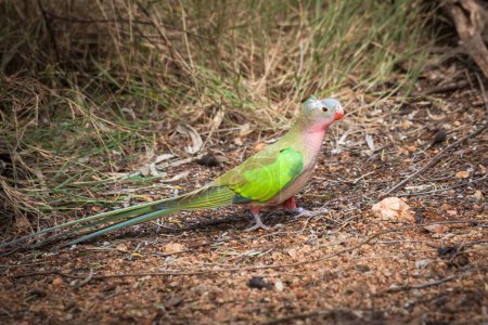 Photo for Colorful princess parrot (Polytelis alexandrae), Central Australia, Northern Territory, Australia - Royalty Free Image