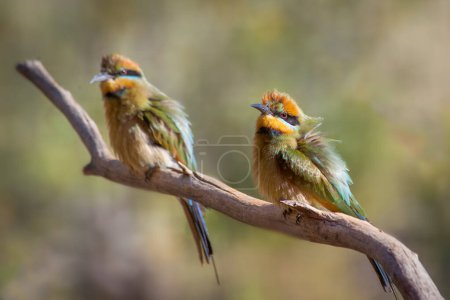 Photo for Two rainbow bee-eaters (Merops ornatus), Central Australia, Northern Territory, Australia - Royalty Free Image