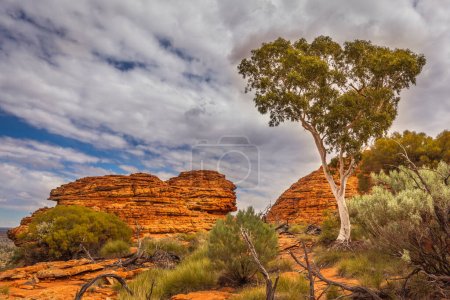 Téléchargez les photos : Magnifiques gommiers fantômes et formations rocheuses à Kings Canyon, Territoire du Nord, Australie - en image libre de droit