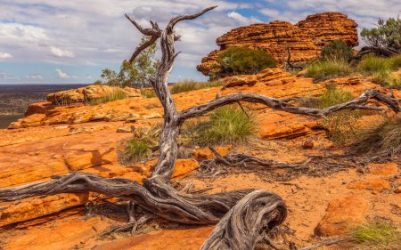 Téléchargez les photos : Arbres secs et formations rocheuses en Kings Canyon, Australie centrale, Territoire du Nord, Australie - en image libre de droit