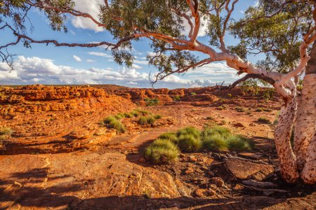 Téléchargez les photos : Beau gommier fantôme et touffes d'herbe épineuse dans Kings Canyon, Territoire du Nord, Australie - en image libre de droit