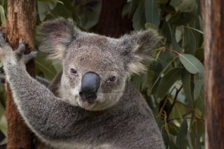 Photo for Headshot of a cute Australian koala bear looking in camera, Queensland, Australia. Shallow depth of field. - Royalty Free Image