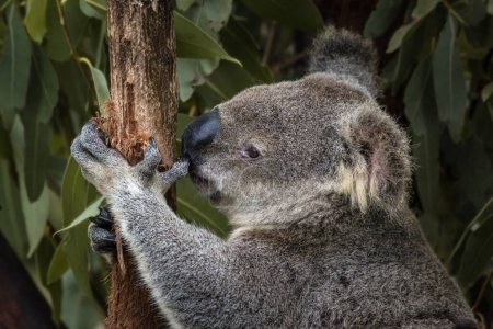 Photo for Close-up of an Australian koala bear, Queensland, Australia. Shallow depth of field. - Royalty Free Image