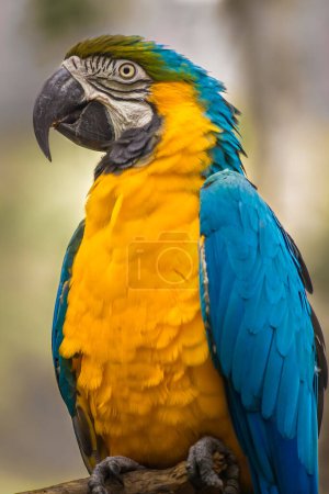 Photo for Profile view of a beautiful blue and gold macaw (Ara ararauna), Queensland, Australia. Shallow depth of field. - Royalty Free Image