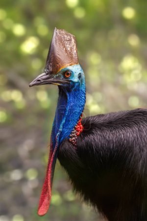 Photo for A southern cassowary (Casuarius casuarius) from the rainforest of Queensland, Australia. Shallow depth of field. - Royalty Free Image