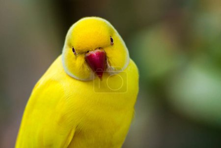 Une belle perruche jaune regardant la caméra. Profondeur de champ faible.