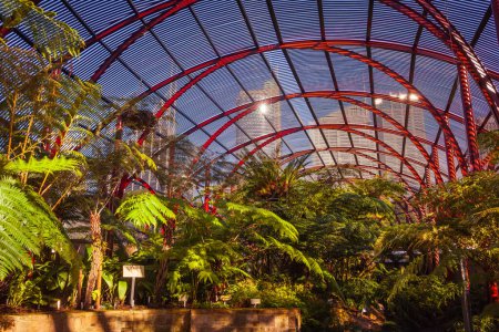 Téléchargez les photos : SYDNEY, AUTRICHE - CIRCA AOÛT 2016 : Fougères à l'intérieur de la Fernerie de Sydney, Jardin botanique royal, Sydney, Australie - en image libre de droit