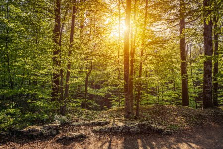 Téléchargez les photos : Lever de soleil dans la forêt, Parc national des lacs de Plitvice, Croatie - en image libre de droit