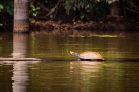 Foto de Tortuga Arrau (Podocnemis expansa) también conocida como la tortuga gigante del río Amazonas, Lago Sandoval, Reserva Natural Tambopata, Puerto Maldonado, Perú - Imagen libre de derechos
