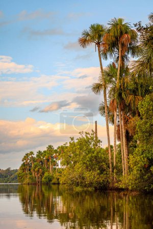 Foto de Vista del Lago Sandoval al atardecer con las hermosas palmeras de Mauricio, Reserva Natural Tambopata, Puerto Maldonado, Perú - Imagen libre de derechos