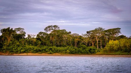 Forêt amazonienne péruvienne le long de la rivière Tambopata, réserve nationale de Tambopata, Puerto Maldonado, Pérou
