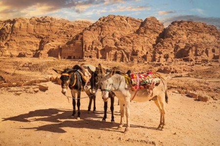 Photo for Donkeys for tourist transport in front of Royal Tombs, Petra, Jordan - Royalty Free Image