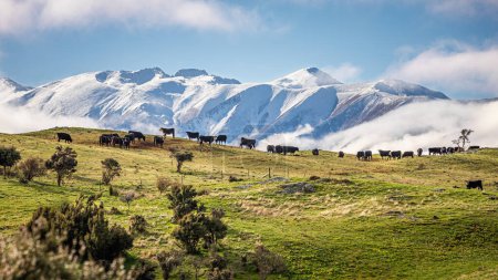 Téléchargez les photos : Vaches broutant devant des sommets enneigés par temps clair d'hiver, Île du Sud, Nouvelle-Zélande - en image libre de droit