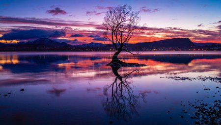 Téléchargez les photos : Cet arbre Wanaka, hhe arbre solitaire debout dans le lac Wanaka, au lever du soleil, île du Sud, Nouvelle-Zélande - en image libre de droit