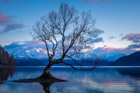 Téléchargez les photos : Cet arbre Wanaka, arbre solitaire debout dans le lac Wanaka, au lever du soleil, île du Sud, Nouvelle-Zélande - en image libre de droit