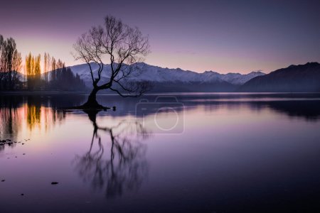 To drzewo Wanaka, samotne drzewo stojące nad jeziorem Wanaka, o wschodzie słońca, South Island, Nowa Zelandia