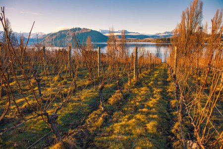 Photo for A vineyard overlooking lake Wanaka in a beautiful winter sunset, South Island, New Zealand - Royalty Free Image