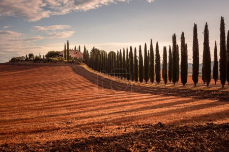 Téléchargez les photos : Agritourisme en Toscane avec cyprès et champs de récolte, Sienne, Italie - en image libre de droit